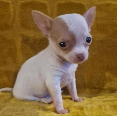 Chihuahua pups (kortharig), Dieren en Toebehoren, Honden | Chihuahua's en Gezelschapshonden, Reu, Chihuahua, Particulier, Meerdere