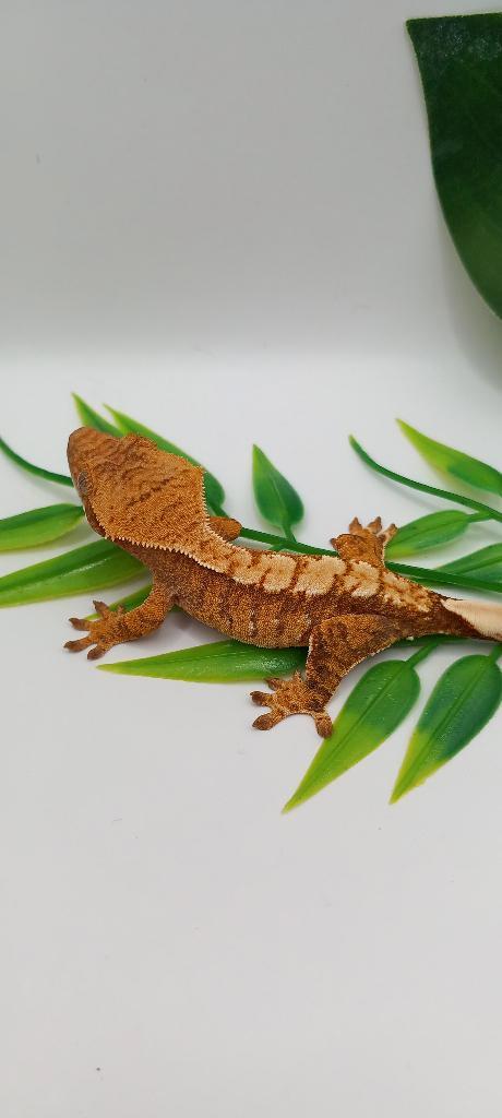Poss Man Red Extreme Harlequin wimpergekko, Animaux & Accessoires, Reptiles & Amphibiens, Lézard, 0 à 2 ans, Domestique