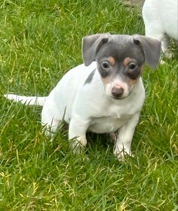 Chiots Jack Russell