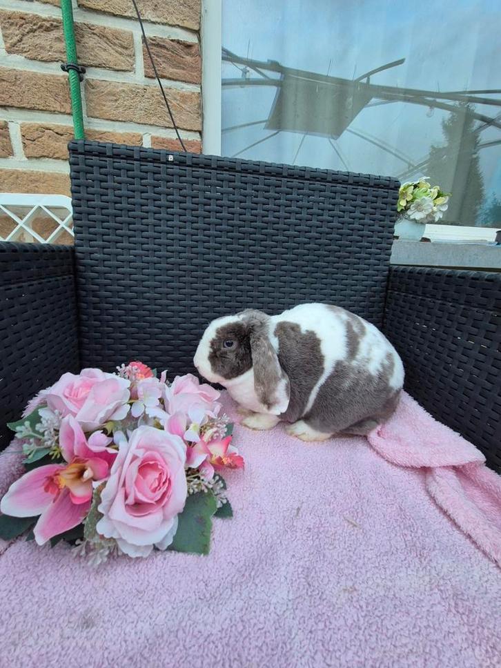 Super lieve rex hangoor voedster, Animaux & Accessoires, Lapins, Nain, Femelle, 0 à 2 ans, Oreilles tombantes