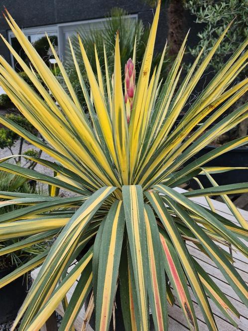 Yucca filamentosa ' Color Guard', Jardin & Terrasse, Plantes | Jardin, Enlèvement