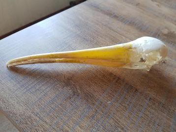 Afrikaanse Nimmerzat Schedel, Enlèvement ou Envoi, Utilisé, Oiseaux, Crâne