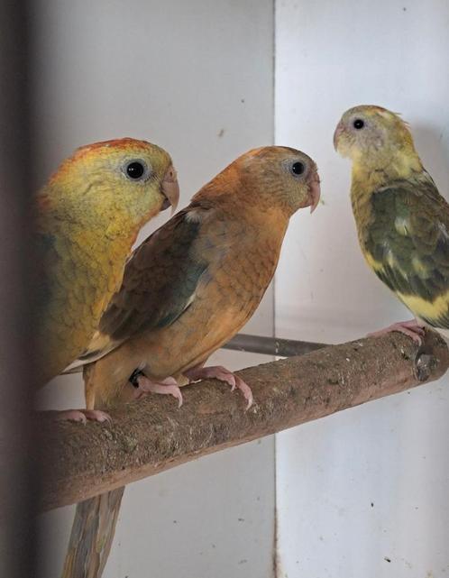 Roodrugparkieten, roodruggen, roodrugparkiet 2025, Dieren en Toebehoren, Vogels | Parkieten en Papegaaien, Parkiet, Meerdere dieren