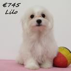 "Lilo & Lila" Maltezertjes vol charme – nu nog een thuis, Dieren en Toebehoren, Honden | Chihuahua's en Gezelschapshonden, België