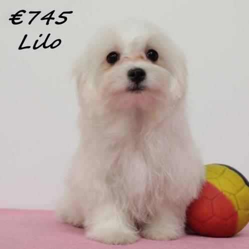 "Lilo & Lila" Maltezertjes vol charme – nu nog een thuis, Dieren en Toebehoren, Honden | Chihuahua's en Gezelschapshonden, Teef