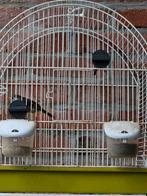Rossignol du Japon + cage, Dieren en Toebehoren, Vogels | Overige Vogels, Mannelijk
