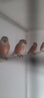 Grote kruisbekken 2025, Dieren en Toebehoren, Meerdere dieren