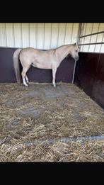 Palomino welsh, Dieren en Toebehoren, Paarden