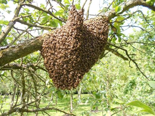 enleve gratuitement les essains d abeilles, Dieren en Toebehoren, Overige Dieren-accessoires, Ophalen of Verzenden
