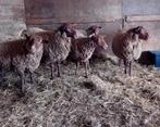 Raszuivere Ardense Voskop ooien, Mouton, Femelle, 0 à 2 ans