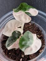 Alocasia Balloon Heart pink variegata, Huis en Inrichting, Ophalen of Verzenden