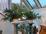 3 grote Hertshoornvaren voor 35euro, Huis en Inrichting, Kamerplanten, Groene kamerplant, Ophalen, Groenteplant, Minder dan 100 cm