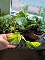 Epipremnum aureum drakenklimop kamerplant, Huis en Inrichting, Ophalen