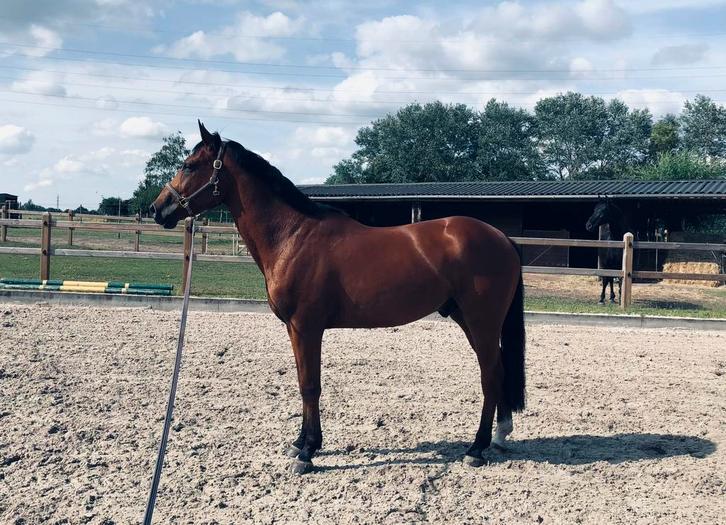 Talentvol springpaard met karakter, Dieren en Toebehoren, Paarden, Ruin, L, 165 tot 170 cm, 7 tot 10 jaar, Springpaard, Met stamboom