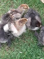 Kuikens  van Brahma goud/zwart gezoomd , groothoender, Dieren en Toebehoren, Pluimvee, Geslacht onbekend, Kip