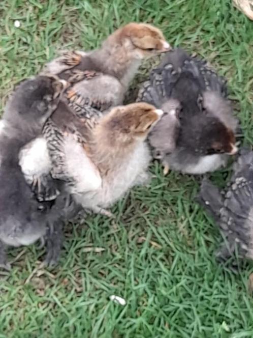 Kuikens  van Brahma goud/zwart gezoomd , groothoender, Dieren en Toebehoren, Pluimvee, Kip, Geslacht onbekend