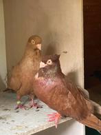 Niski koppel (schip), Dieren en Toebehoren, Vogels | Duiven