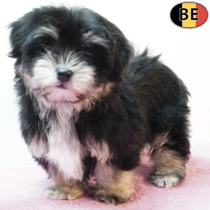 Bichon Havanais femelle (noir tricolor) chiot belge à vendre, Animaux & Accessoires, Chiens | Chihuahuas & Chiens de compagnie