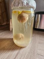 Graines de kéfir d'eau/fruit, Diversen, Levensmiddelen, Ophalen