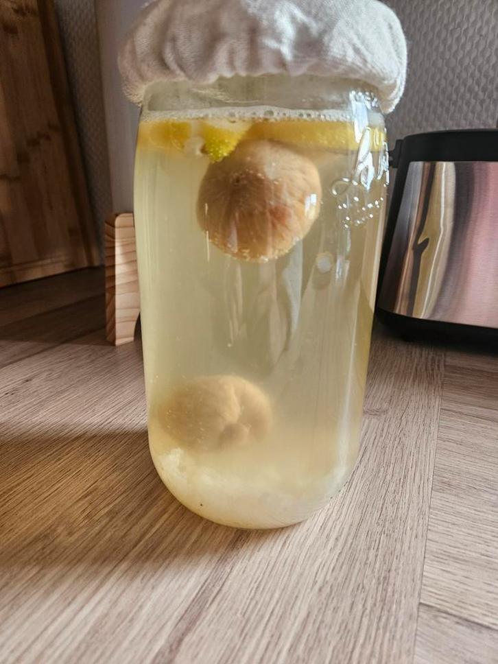 Graines de kéfir d'eau/fruit, Diversen, Levensmiddelen, Ophalen