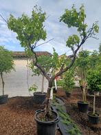 Vitis vinifera druif, Ophalen, Halfschaduw