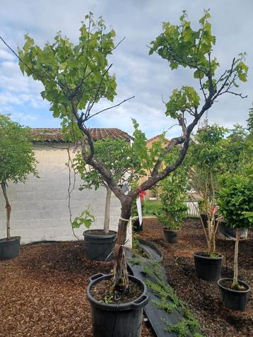 Vitis vinifera druif beschikbaar voor biedingen