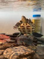 Schildpad GRATIS, Dieren en Toebehoren, Vissen | Aquariumvissen, Overige typen