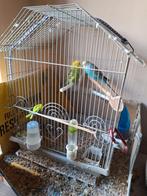 Vogels parkieten, Dieren en Toebehoren