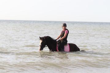 Beau irish cob hyper gentille, Jument