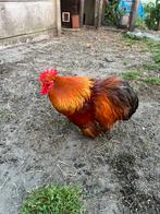 Cochin kriel haan, Dieren en Toebehoren, Pluimvee, Mannelijk, Kip