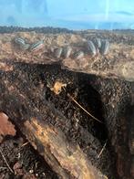 Armadillidium klugii “montenegro”, Overige soorten