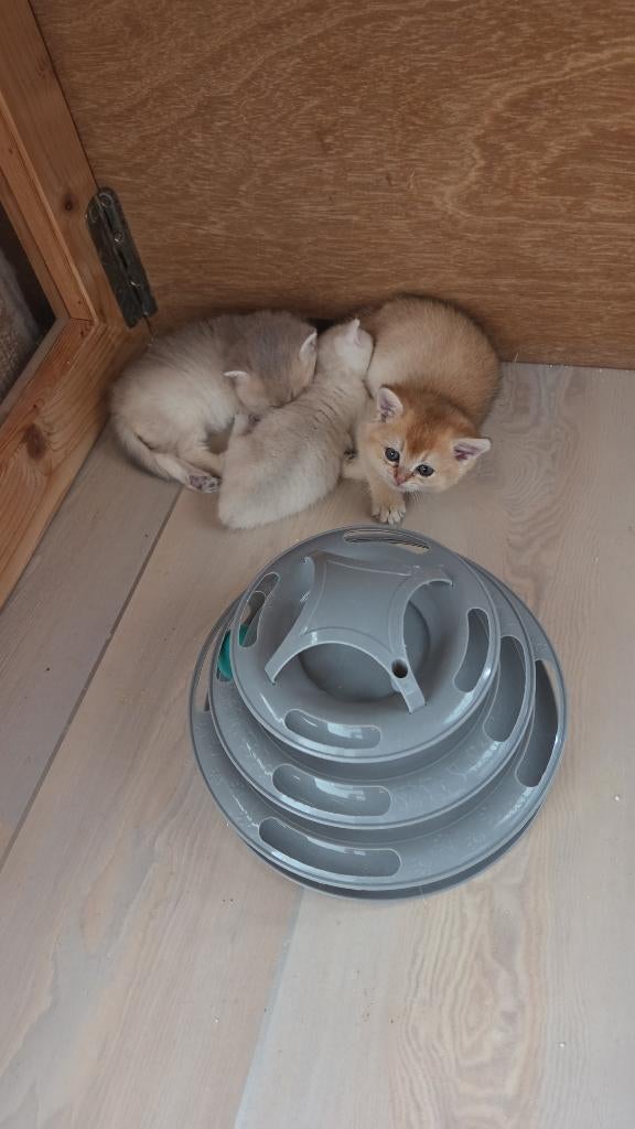 Brits korthaar kittens om te reserveren, Dieren en Toebehoren, Meerdere dieren, Met stamboom, 0 tot 2 jaar