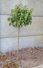 Portugese laurier op stam bolvorm., Enlèvement, Laurier, Arbuste