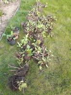 Persicaria amplicaulis of duizendknoop, Tuin en Terras, Ophalen