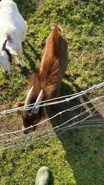 Mooie dwerggeit bok te koop, Mâle, Chèvre, 0 à 2 ans