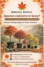 Japanse esdoorns te koop. Acer palmatum, Tuin en Terras, Planten | Bomen, Ophalen