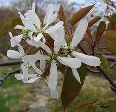 Amelanchier Lamarckii, Tuin en Terras, Planten | Tuinplanten, Halfschaduw, Ophalen