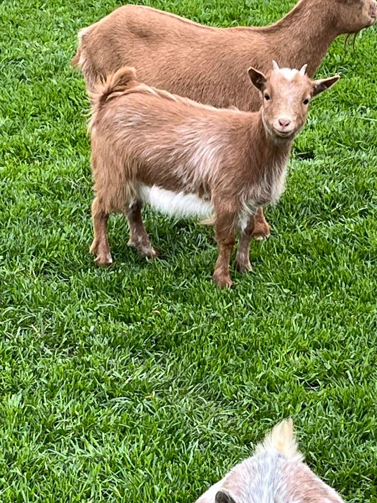 Dwerggeitjes, Animaux & Accessoires, Moutons, Chèvres & Cochons