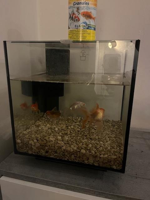 Aquarium, Animaux & Accessoires, Poissons | Aquariums & Accessoires, Utilisé, Enlèvement