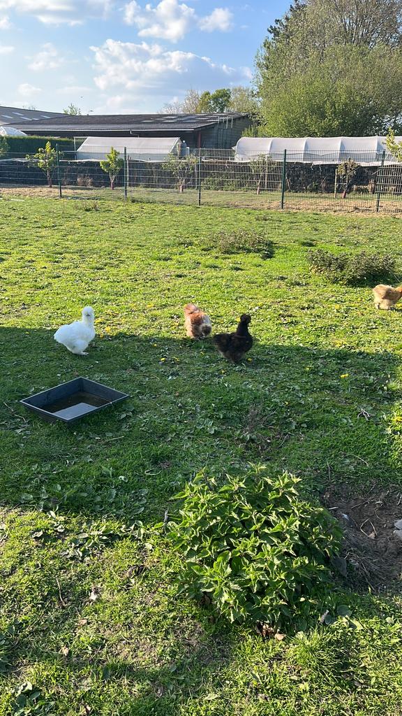 Zijdehoenders, Plusieurs animaux, Poule ou poulet