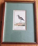 Antiek Frans ingelijst vogel ets / gravure, Grote Plevier, Ophalen of Verzenden