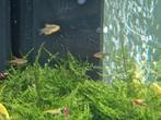 Rasbora, Dieren en Toebehoren, Vis, Zoetwatervis