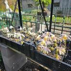 Tuinorchideeën, Tuin en Terras, Ophalen