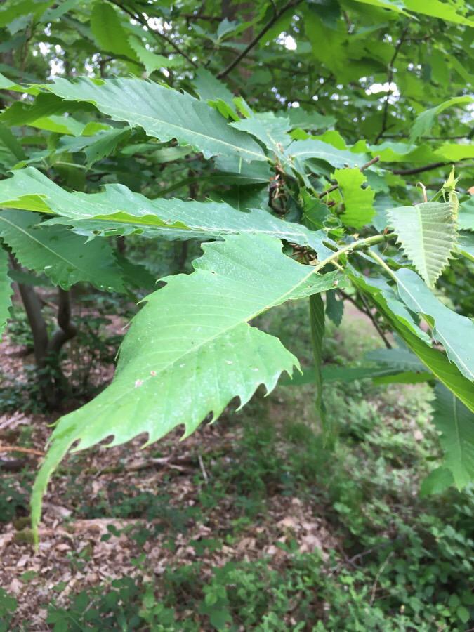 Tamme kastanje, Ophalen