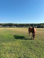 Azur - brave recreatieve ruin, Dieren en Toebehoren, Paarden, Ruin