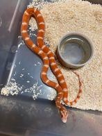 1.1 Scaleless amel, Dieren en Toebehoren