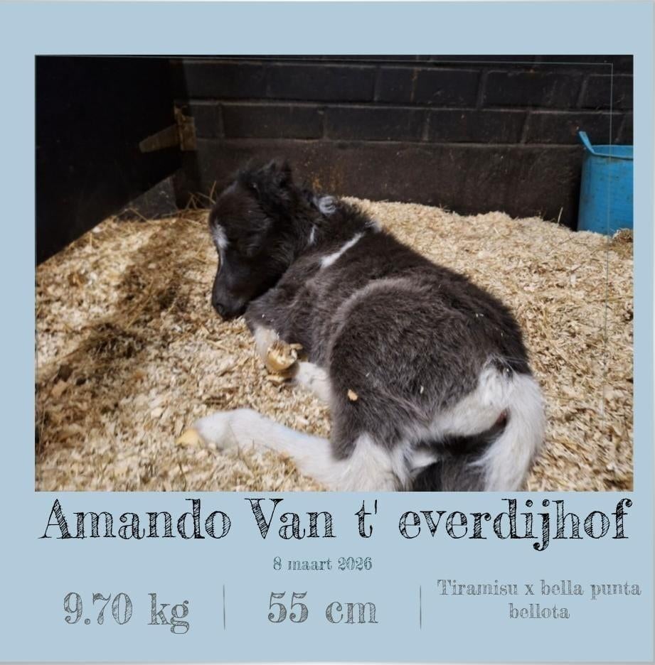 Falaballa hensgte veulen, Animaux & Accessoires, Poneys