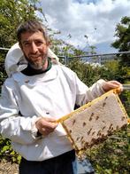 Carnica bijenvolken op Simplex te koop