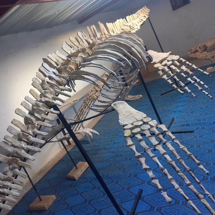 complete plesiosauriërs, Verzamelen, Mineralen en Fossielen, Fossiel, Ophalen of Verzenden