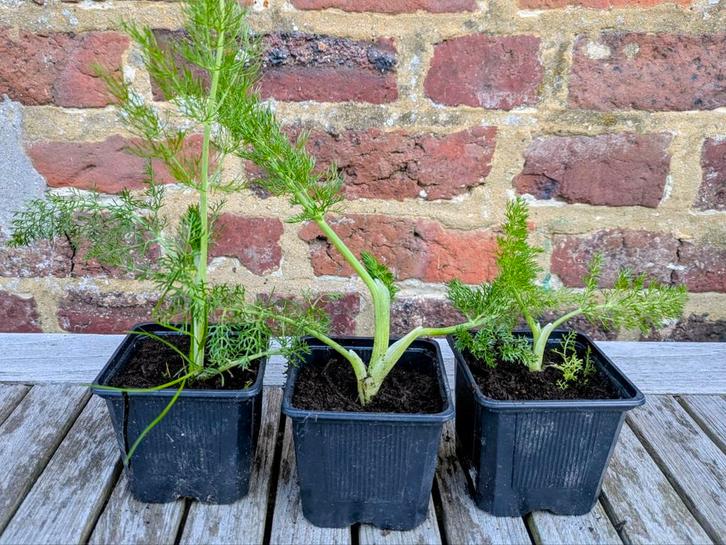 Doorlevende venkel, Tuin en Terras, Planten | Tuinplanten, Kruiden, Volle zon, Winter, Ophalen